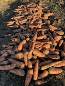 Куча морковки, с.Муравьёвка