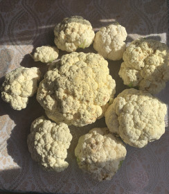 Цветная капуста, с.Муравьёвка