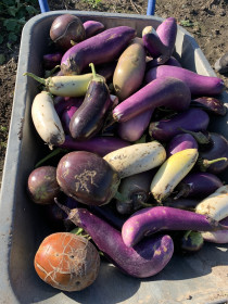 Кому баклажан? Муравьёвка