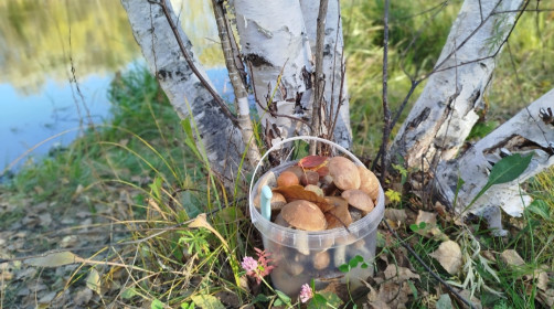 Наши первые грибочки. Плодопитомник