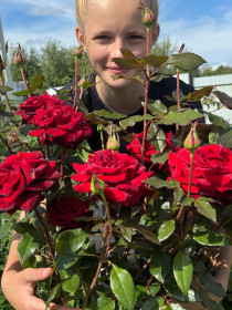 Розы в этом году просто удивили!