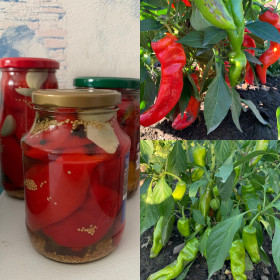 Острый перчик, с.Муравьёвка