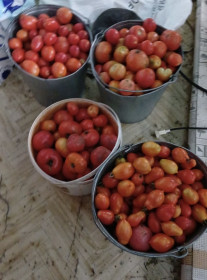 Последний урожай, с.Муравьёвка