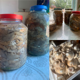 Солёные грузди, с.Муравьёвка