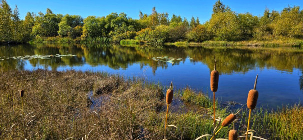 У пруда. Серышевский округ