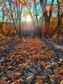 Осенний закат, Моховая падь