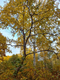 Осенний дуэт белой и черной березок, Моховая падь
