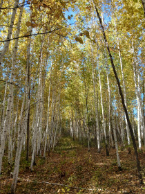 Осенний берёзовый рай. Свободненский район