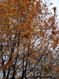 Черемуха в осеннем наряде