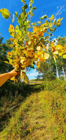 Осенний букет (Серышевский округ)