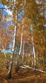 Осенний лес, Егорьевка.