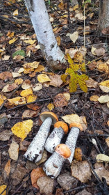 Осенние подосиновики, Егорьевка