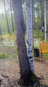 Союз лиственницы и берёзы в Магдагачинском районе.