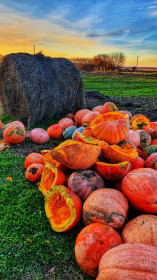Осенние зарисовки, Серышевский округ