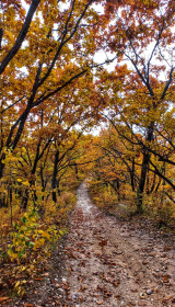 Осенний лес, Моховая падь
