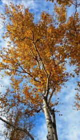 Золото осени, Моховая падь