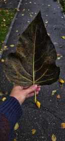 Осенний лист (Серышево)