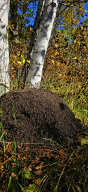 Тайная жизнь леса (Серышево)