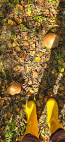 Осенние грибочки (Серышево)