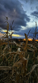 Солнце греет реже (Серышево)