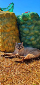 Осенние хлопоты (Серышево)