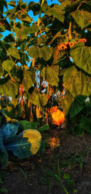 Осеннее солнышко (Серышево)