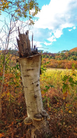 Осенние мотивы,Егорьевка