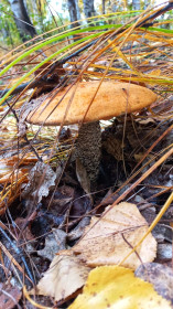 Тихая охота осенью, Егорьевка