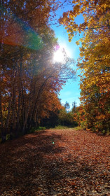 Осенний лес, Моховая падь