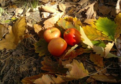 Осенние яблочки, Благовещенск
