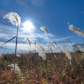 Травушка, с. Константиновка