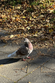 Голубь в листве
