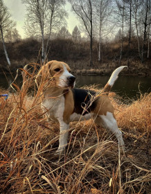 Облетели последние листья, пгт Уруша