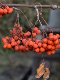 Ягодная осень