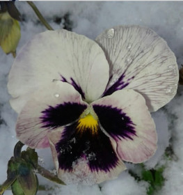 Кусочек лета морозной осенью. с. Грибское