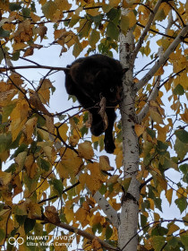 Золотая осень, г. Благовещенск