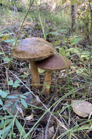 Осенняя прогулка по Белой горе, г. Белогорск