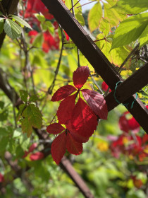 Ботанический сад, г. Благовещенск