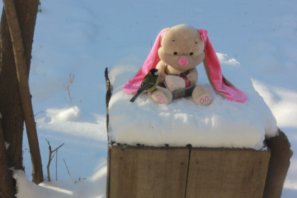 Сказочное синичкино утро