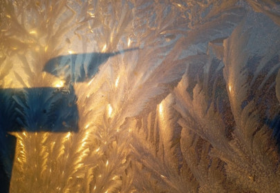 Утренний завтрак синички