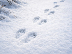 охота, животные