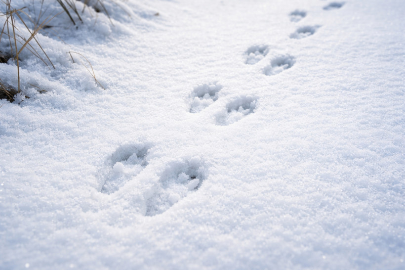 охота, животные