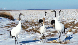 Сотрудники Муравьевского парка отправились в Китай на поиски последнего в Приамурье журавля с GPS-трекером