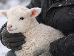 вакцинация скота