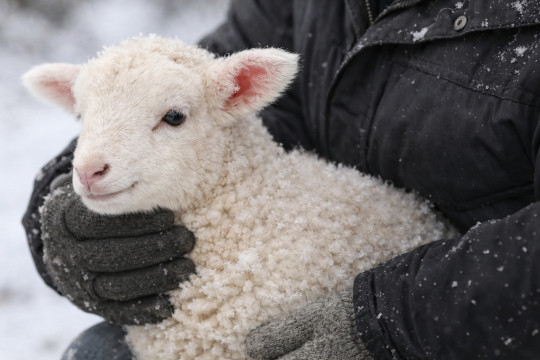 вакцинация скота