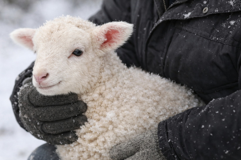 вакцинация скота