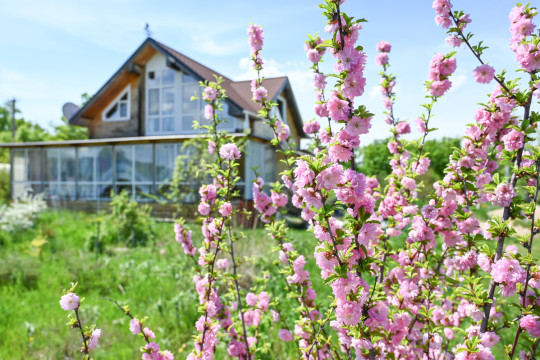 с. Грибское Агрофирма Сорт Сайт