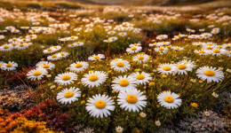 Амурчане проложат автомобильный маршрут через Якутию до чукотского «города ромашек»