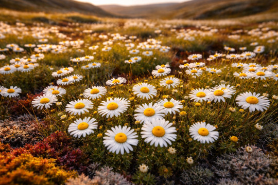 ромашка тундра