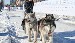 Зрители «ЗимФестАмура» побудут хоккейными снайперами и покатаются на собачьих упряжках